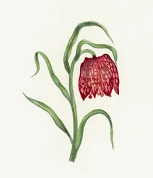 Fritillaria comune
